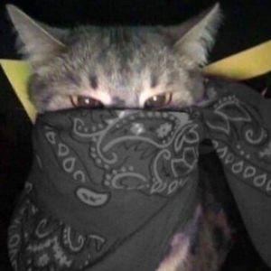 N4z4ra avatar