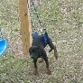 BobcatBoy avatar
