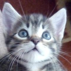 WinstonSmit avatar