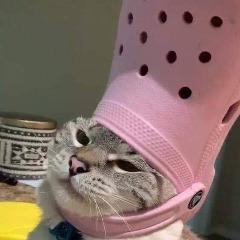 CINCE avatar