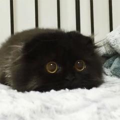 KOTIKI_MUR avatar