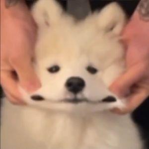 FoRpsKiLS27 avatar