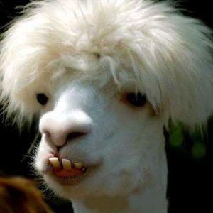 Faceit profile picture for @riders