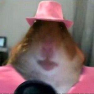 Player _bonq_ avatar