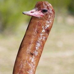 Saustrich avatar