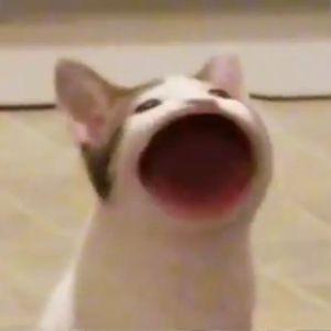 visli avatar