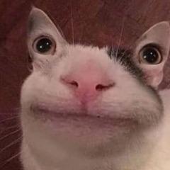 Rashla avatar