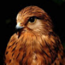 EAAGLEBOY avatar