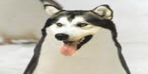 bORGI avatar