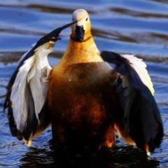 Sea_Bird avatar