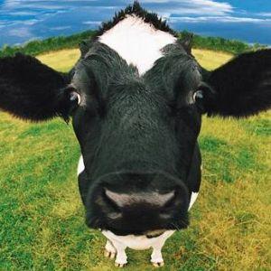 vazoBL avatar