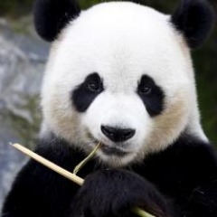 WhitePandas FACEIT avatar