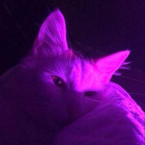 flagman1337 avatar