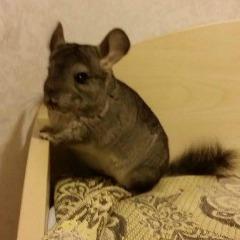 Jepche avatar