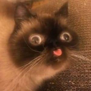 Rastoraika avatar