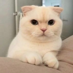 Kittyk4t