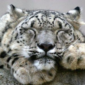 Leopardess avatar