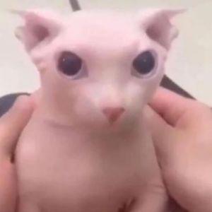 binguslover avatar