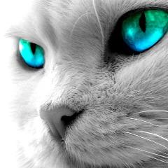 LiNNKE avatar