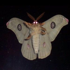 Faceit Avatar