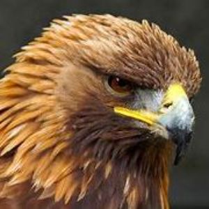 real_eagl3