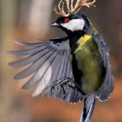 dvzaern avatar