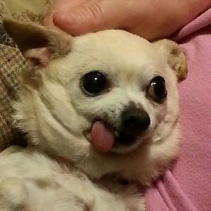 _snikers33_