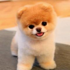 SnookiBEAST avatar