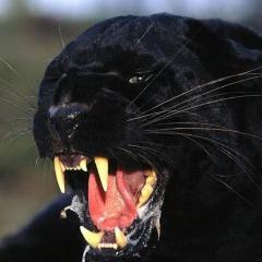 JaguarMaster