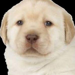 Player LOlMah avatar