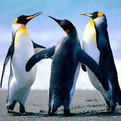 Rasstroeniy avatar