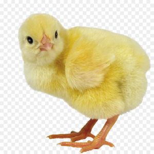 CFBorba