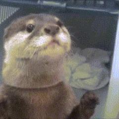 OtterMaster avatar