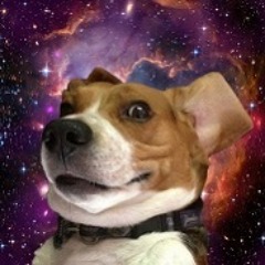 space-dog