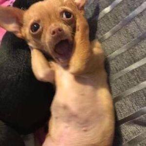 Deezz_Nuts avatar