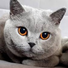 MiSiExXx avatar