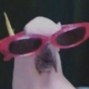 Player VdutLike avatar