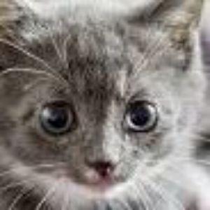 kustikala avatar