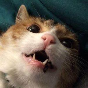Pojemnik avatar