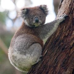 ThekoalaGuy avatar