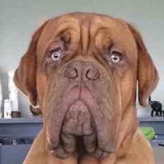 Player Labraximus avatar