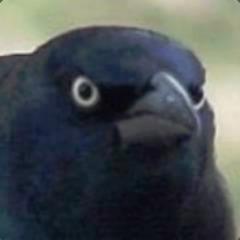MedjedBrunda avatar