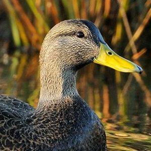 BlackDuck70 avatar