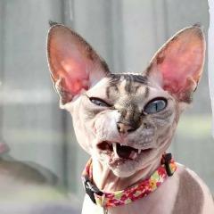 izhm9koff avatar