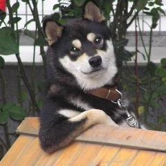 Ninninja