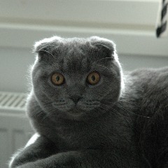 Mursu-Mies