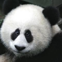 ChicoFino avatar
