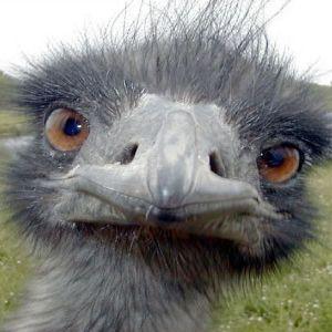 gogamats avatar
