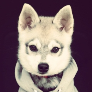 Faceit profile picture for @buddhist