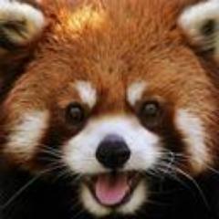 dfi avatar